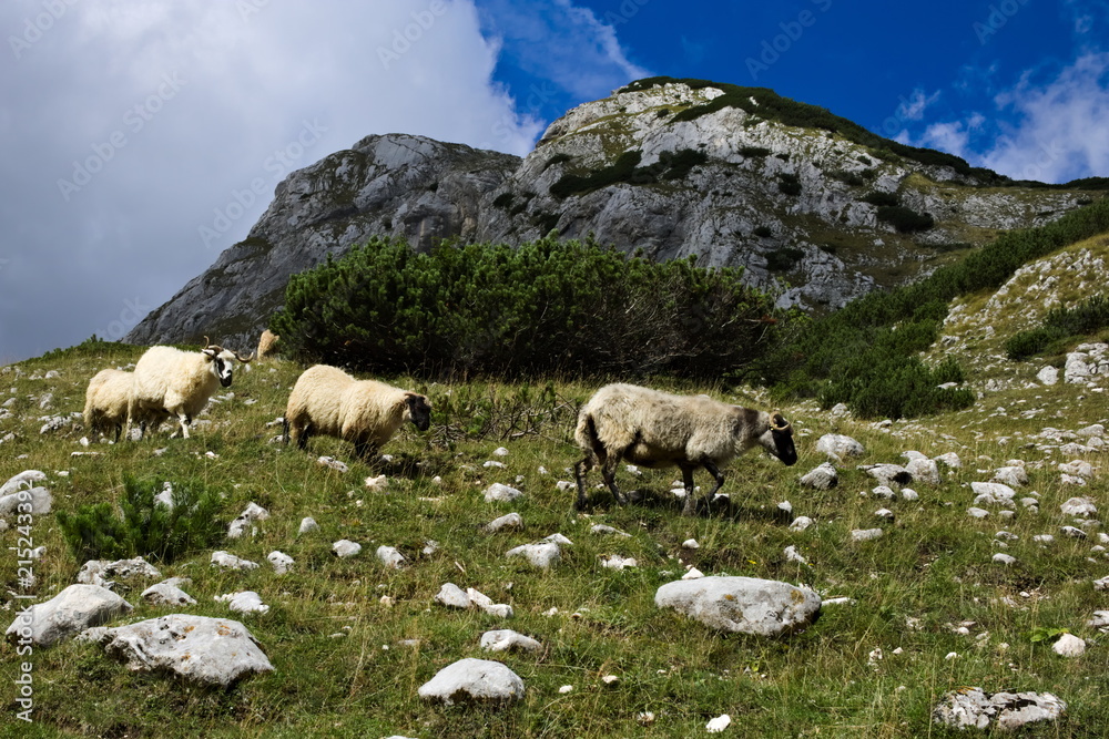 A herd of  rams grazing on a rocky mountain meadow 