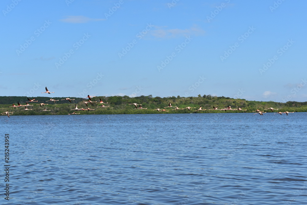 Guanaroca Lagoon boat trip Cienfuegos Cuba (Flamingo Pelican lake)