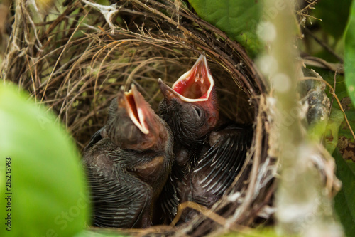 Babies Streak-eared Bulbul Birds on nest,Waiting for food from mother bird,In the tropics Surat Thani Thailand