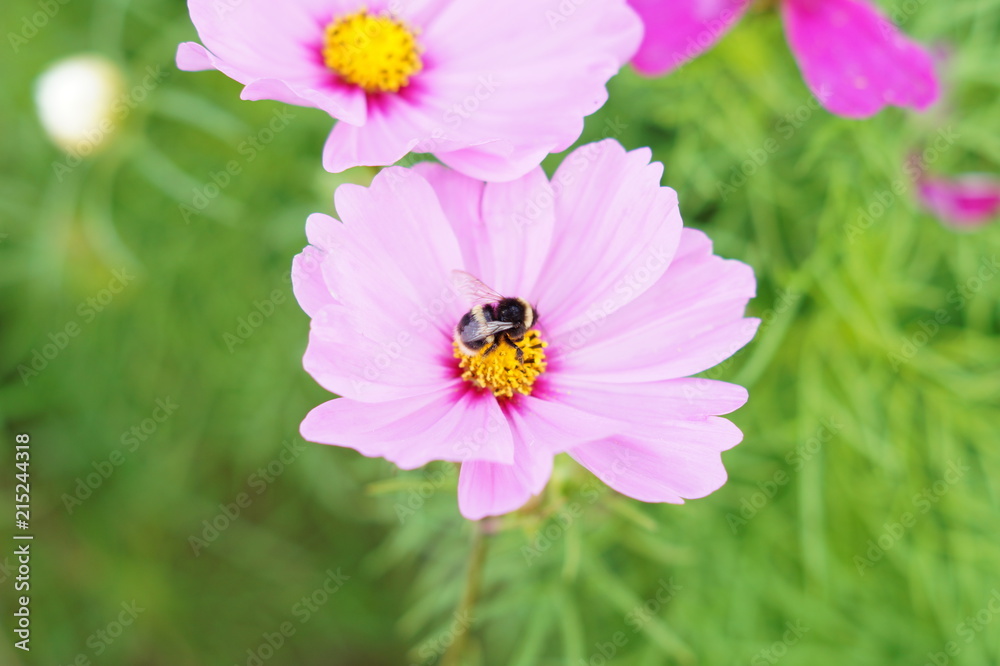 Obraz premium Cosmos and bumblebee