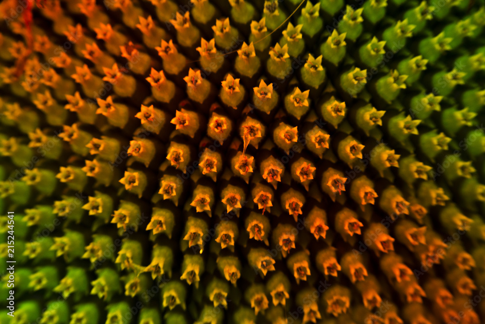 Fototapeta premium Macro and abstract sunflower
