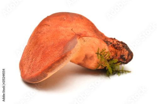 Fistulina hepatica mushroom