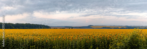 yellow field of sunflowers at dawn with spectacular sky.
