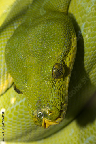 Green tree python (Morelia viridis).