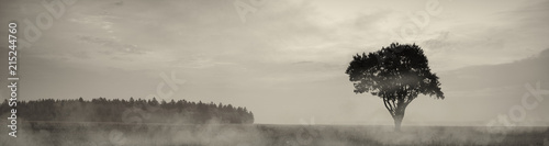 Fototapeta Naklejka Na Ścianę i Meble -  Morning landscape with fog. Belarus. Lonely tree in the field.