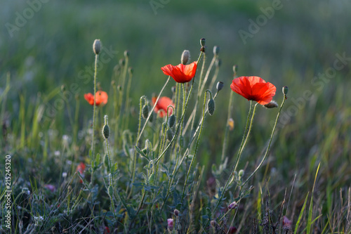 red poppies growing on the roadside in the grass.