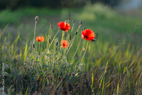 red poppies growing on the roadside in the grass.
