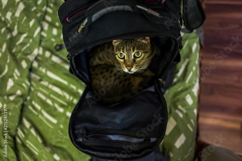 A Savannah cat in a backpack photo