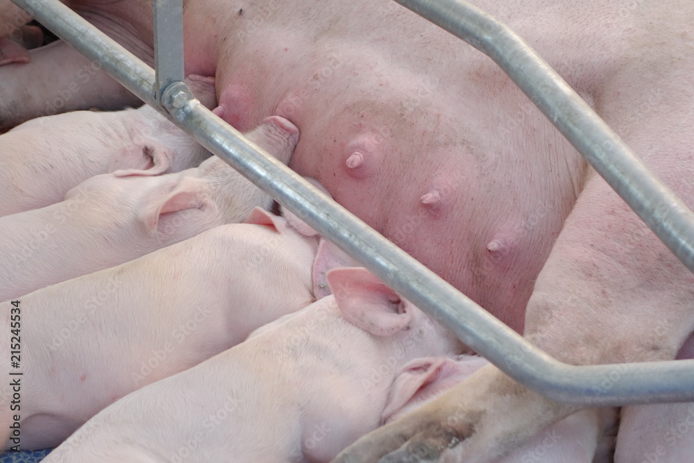 A large sow and piglets A large sow and piglets