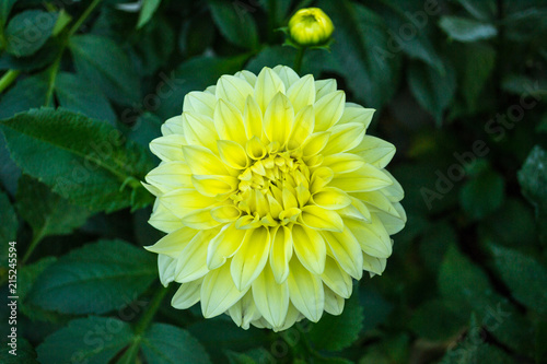 An yellow and white Dahlia Georgina wild  blooming in Flower dome of Singapore. Close-up focused view.