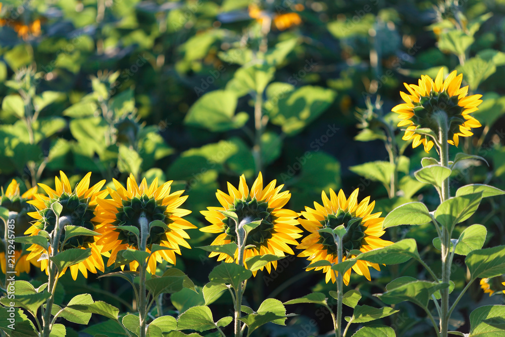 Fototapeta premium sunflower head turned toward the sun in the morning.