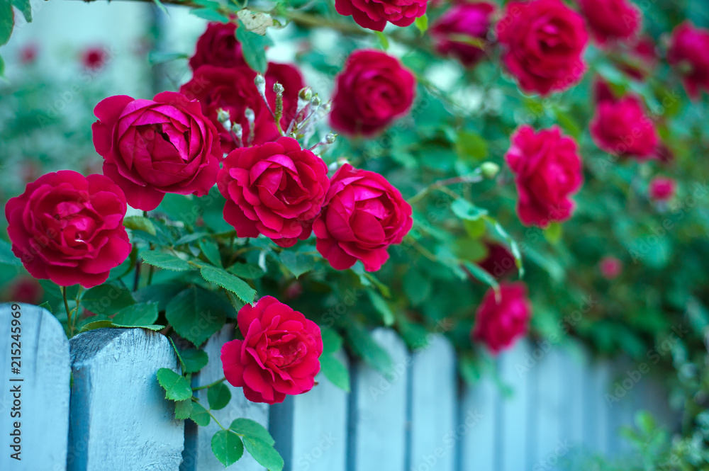 Red roses with buds on a background of a green bush. Bush of red roses is blooming on the blue fence. Red roses with buds on a background of a green bush. Bush of red roses is blooming on the blue fence.