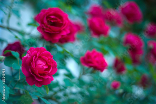 Red roses with buds on a background of a green bush. Bush of red roses is blooming on the blue fence.