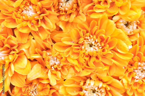 Summer/autumn blossoming chrysanthemum flowers orange background, bright floral card, selective focus