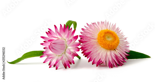 Blüten der Strohblume photo