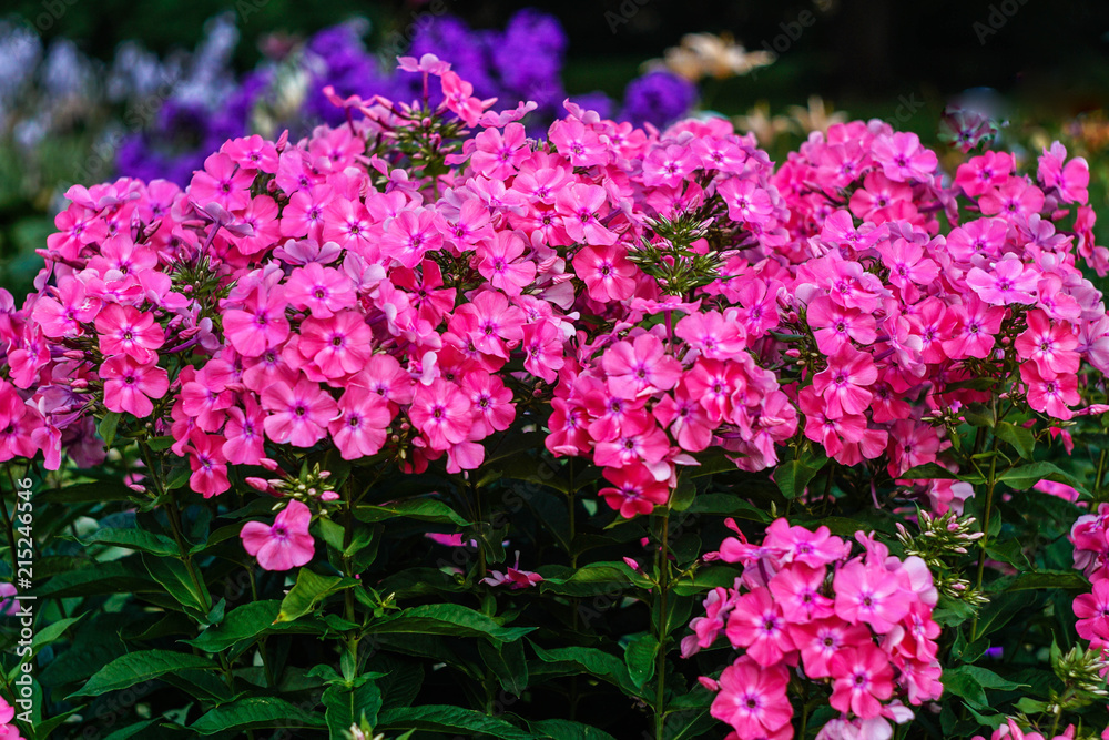 bright pink phlox on the flower bed in the garden