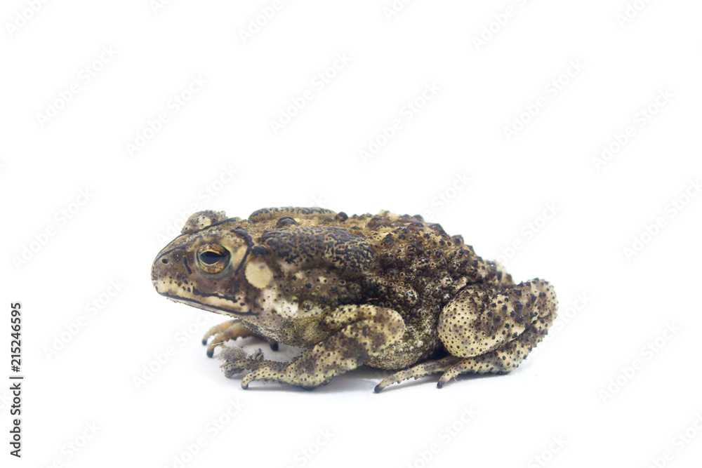 Toad White Background form phuket Thailand Toad White Background form phuket Thailand