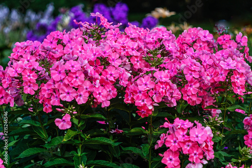 bright pink phlox on the flower bed in the garden