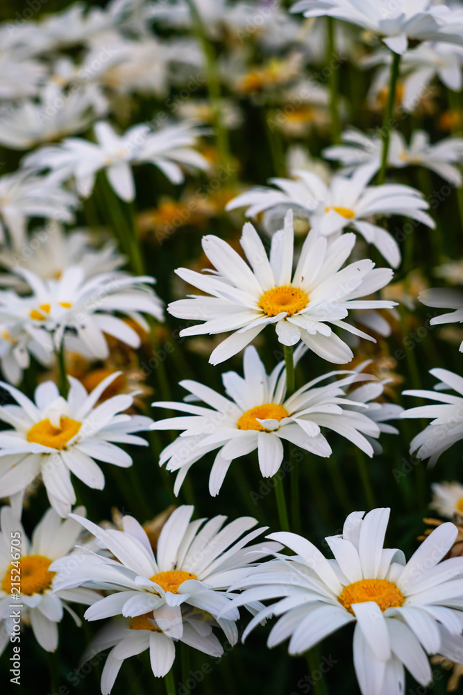 large white daisies in the garden large white daisies in the garden