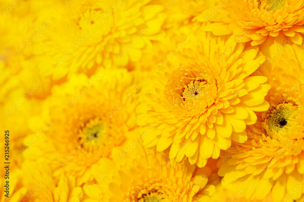Summer/autumn blossoming gerbera flowers on orange background, bright floral card, selective focus Summer/autumn blossoming gerbera flowers on orange background, bright floral card, selective focus