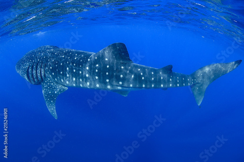 Whale Shark Swimming and Feeding on Ocean Surace in Isla Mujeres, Mexico photo