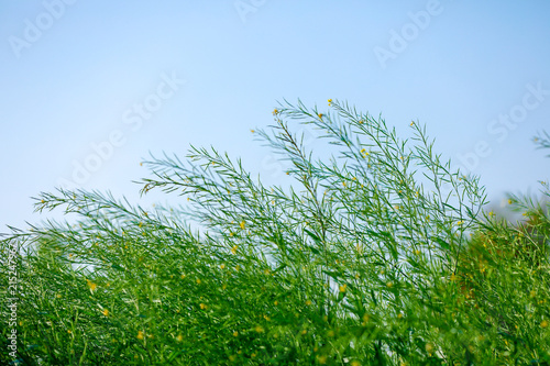 Black Mustard Seeds field photo