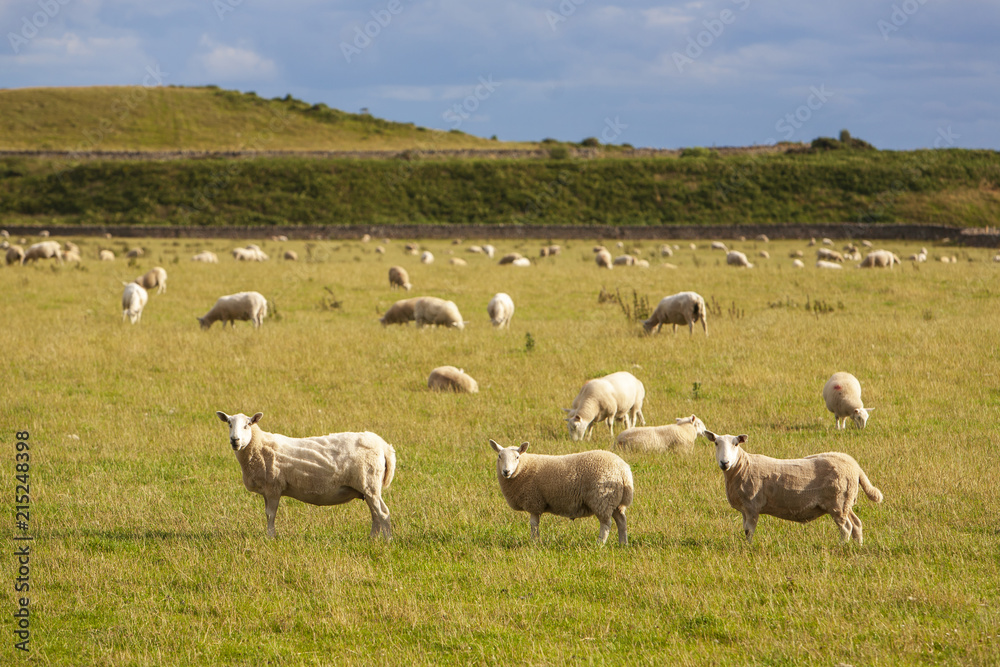 shorn sheep on orkney islands, scotland