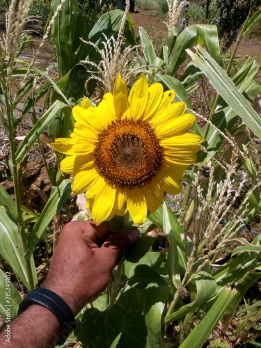 sunflower in a biointensive system photo