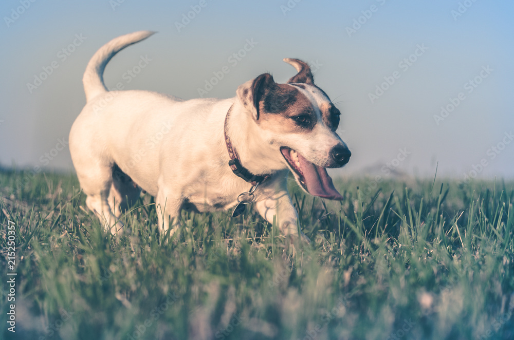 A small white dog jack russell terrier running on meadow in the rays of the setting sun.