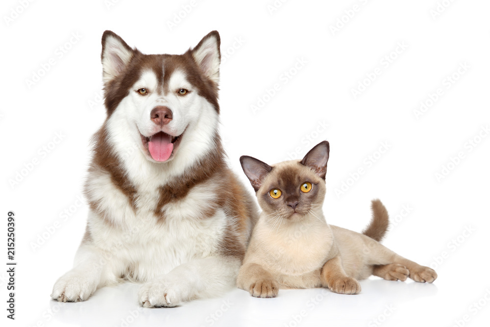 Cat and dog together Cat and dog together