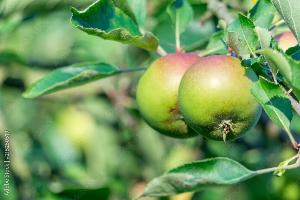 Zwei Äpfel hängen am Zweig Zwei Äpfel hängen am Zweig