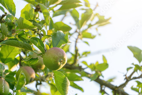Äpfel am Baum bei sonnigem Wetter