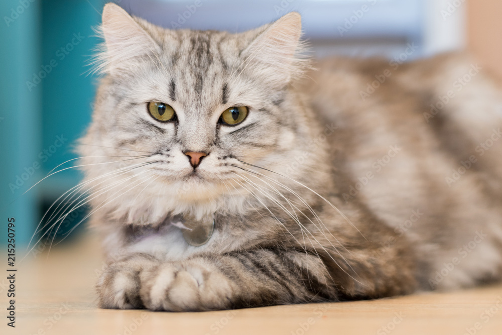 American shorthair cat kitten portrait closeup with copyspace