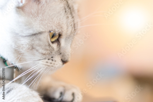 Foto American shorthair cat kitten portrait closeup with copyspace