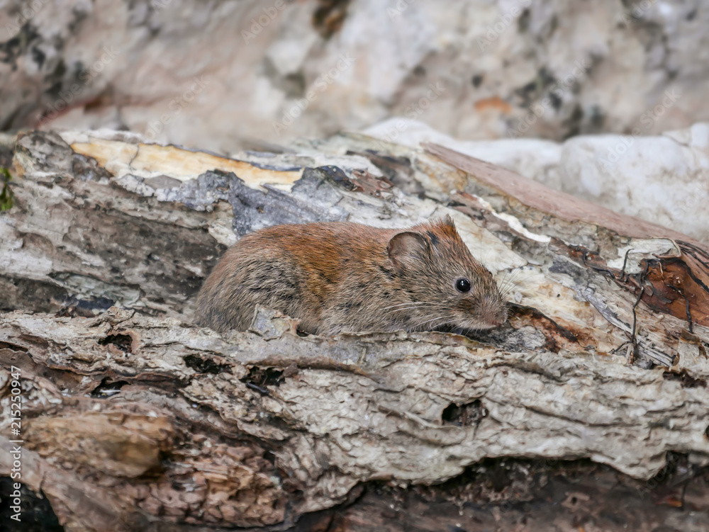 Bank Vole, field mouse (Clethrionomys glareolus) Bank Vole, field mouse (Clethrionomys glareolus)
