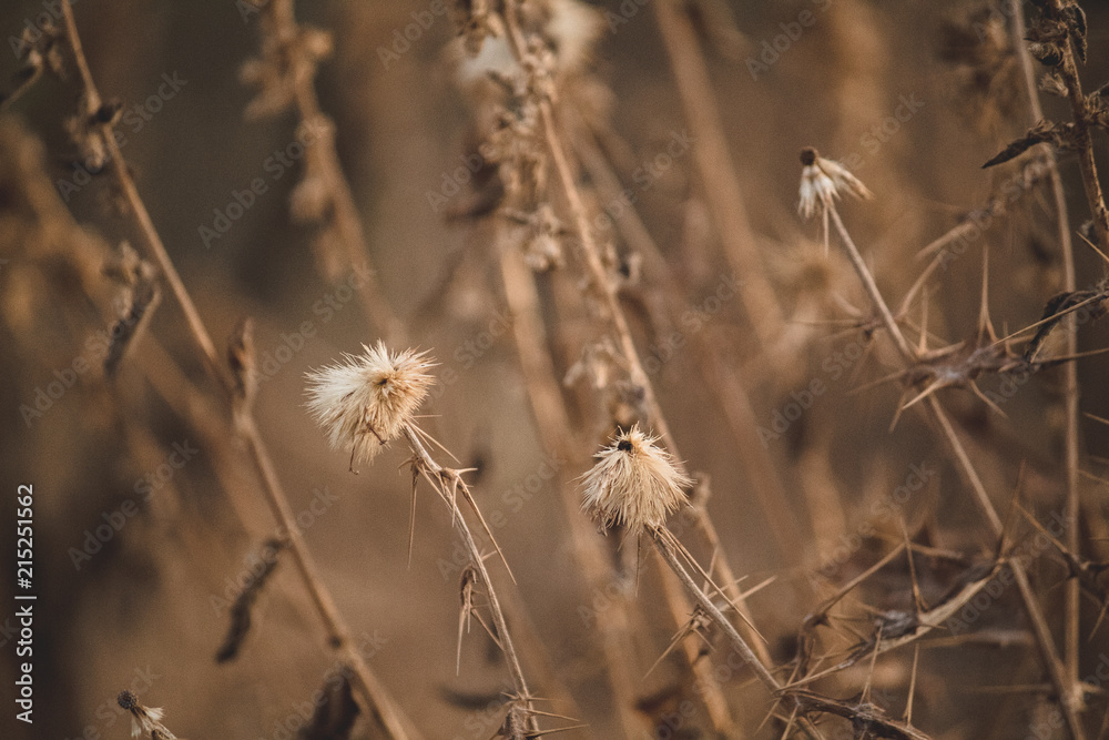 Fototapeta premium Dried Plants
