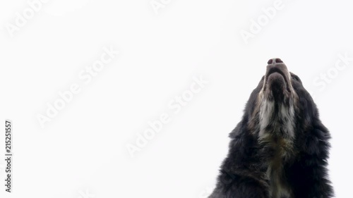 Andean Bear Close-Up of Face photo