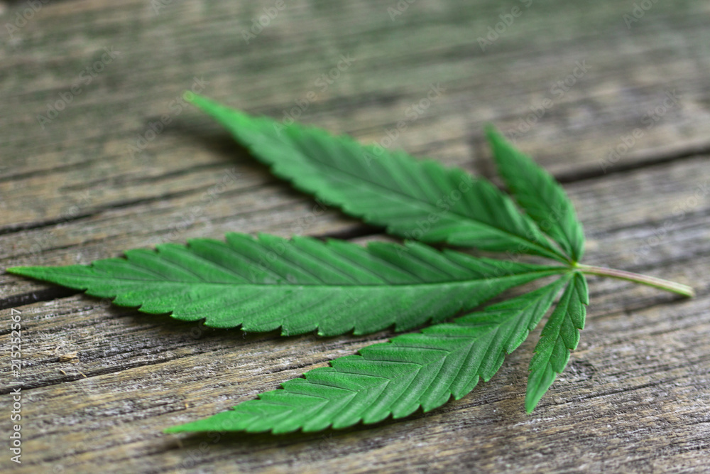 cannabis leaf on old wooden table