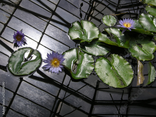 Nymphaea Ninfea Seerosen نيلوفر Water lilies Gewächshaus Serra Greenhouse Теплица Glasshouse 温室 Kas دفيئة زراعية gebouw Estufa  photo