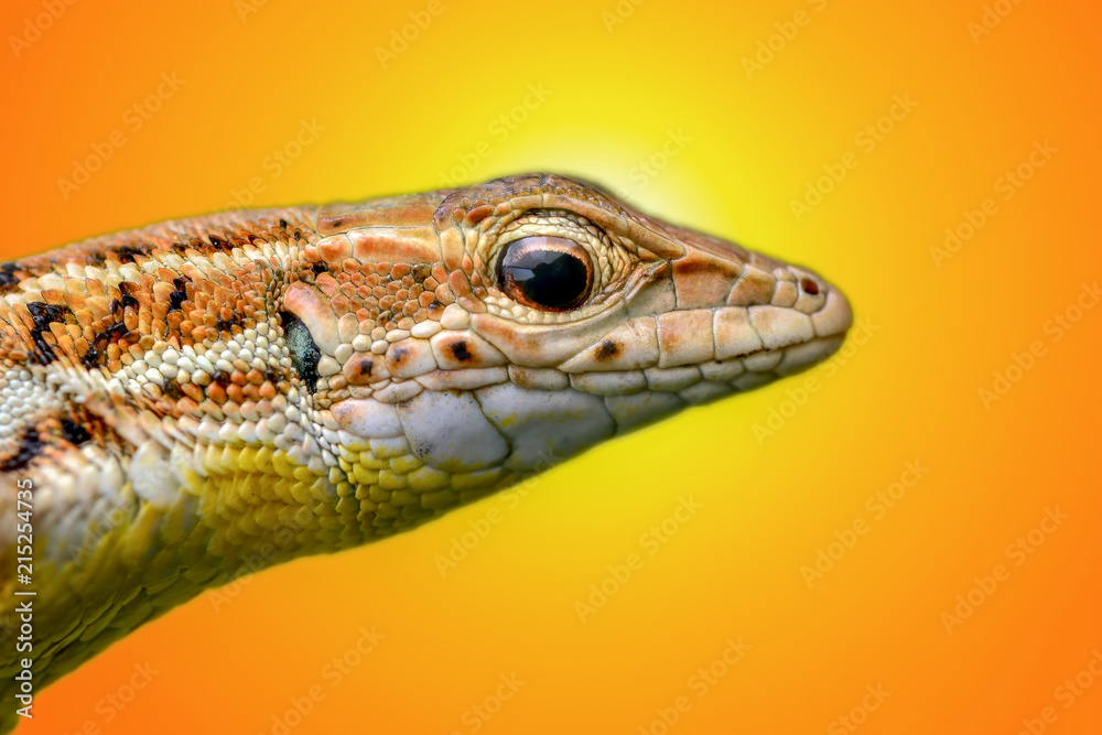 Naklejka premium lizard - Stock Image