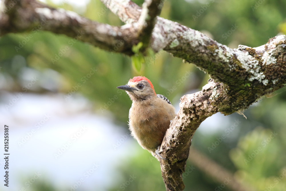 Obraz premium Red-crowned Woodpecker (Melanerpes rubricapillus)