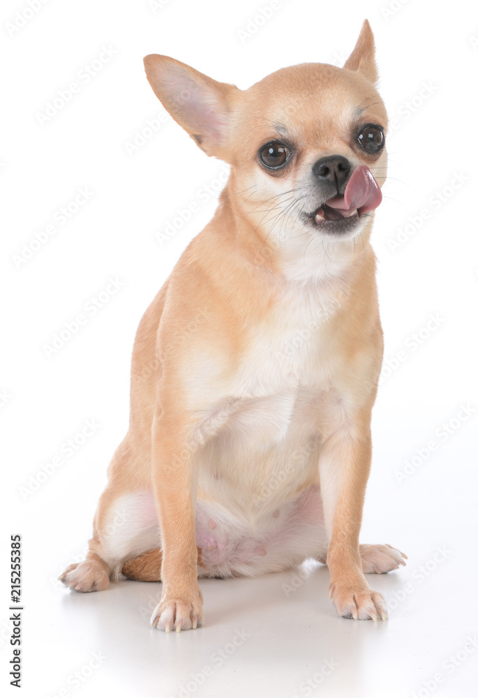 female short haired chihuahua