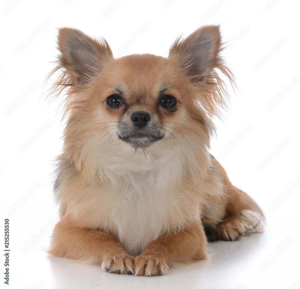 long haired chiuhuahua