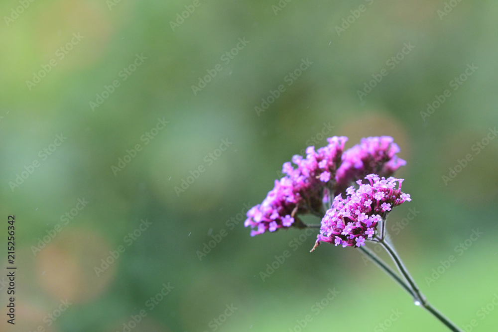 Close up of Wild Flowers Close up of Wild Flowers