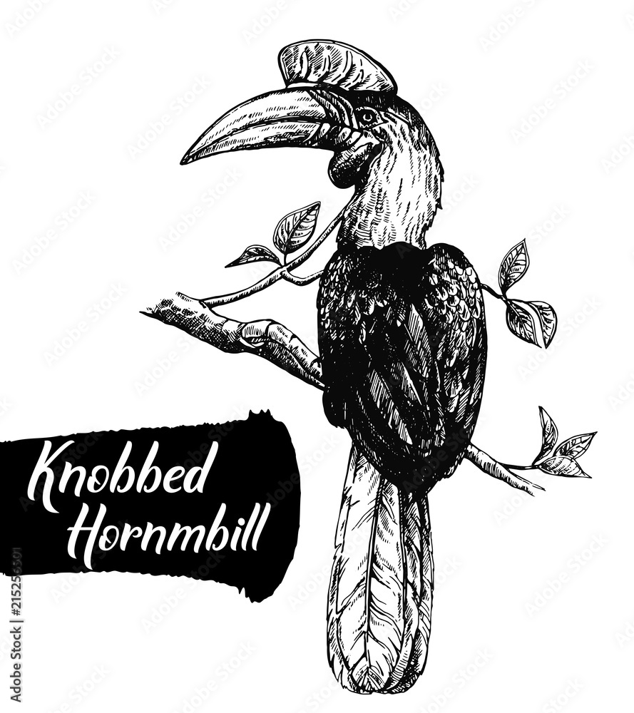 Hand drawn sketch style knobbed hornbill isolated on white background ...