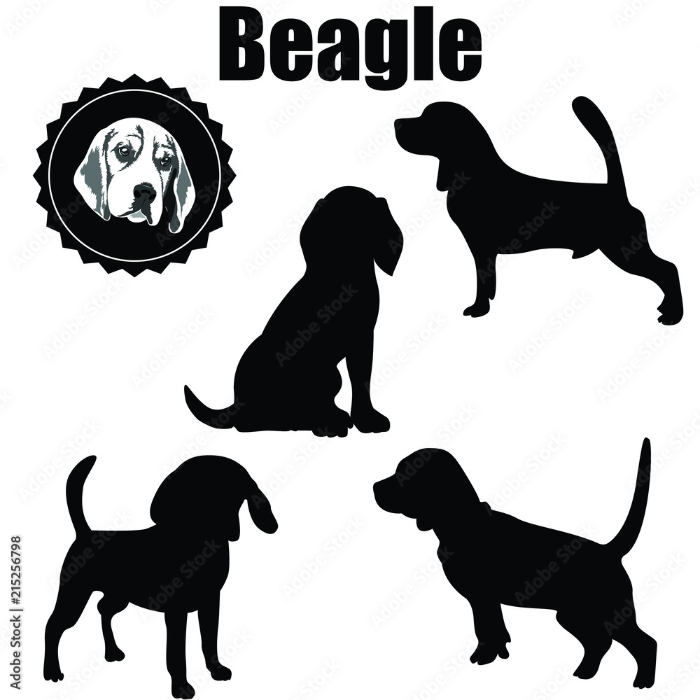 Obraz Vector Beagle Dog Silhouette.The various operations of beagle