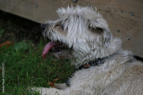 Shorkie puppy outdoors looking very shaggy and scruffy photo
