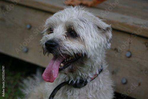Shorkie puppy outdoors looking very shaggy and scruffy photo