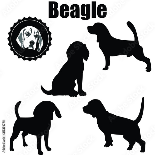 Vector Beagle Dog Silhouette.The various operations of beagle