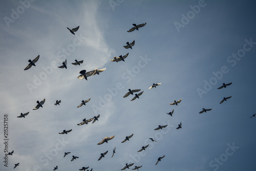 Flock of birds flying - Many pigeons over the blue sky